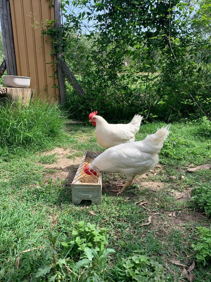 Agriturismo L'Antica Fornace ペッチョリ エクステリア 写真